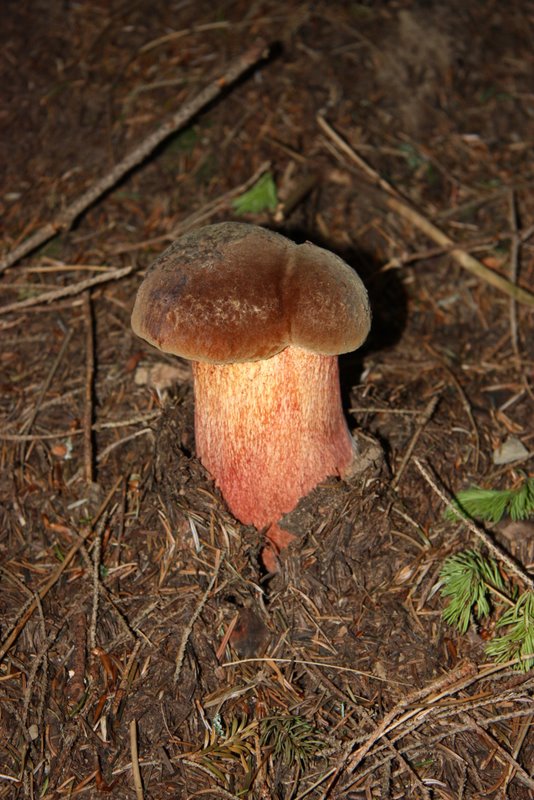 Boletus sp.